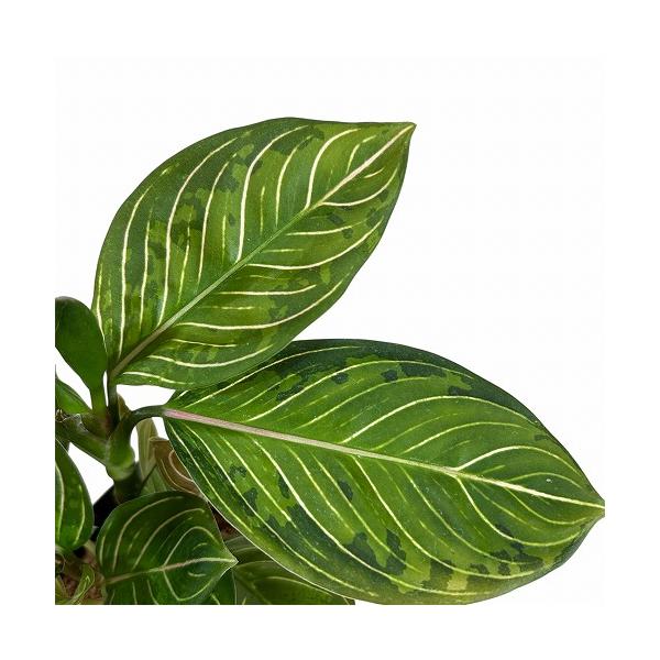 観葉植物 アグラオネマ ブラックリップスティック 3.5号ポット 個体A 