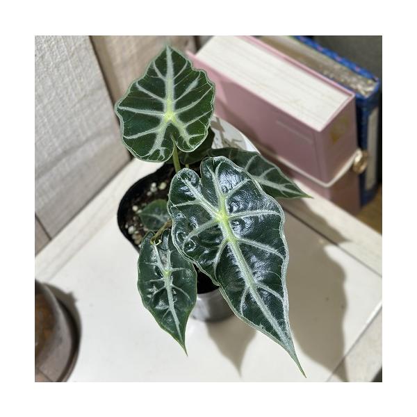 ※こちらの商品は多少の傷み等を含むアウトレット商品です。ご了承の上、購入をお願いします。セール価格 2450円→2200円 2025年Winterセール