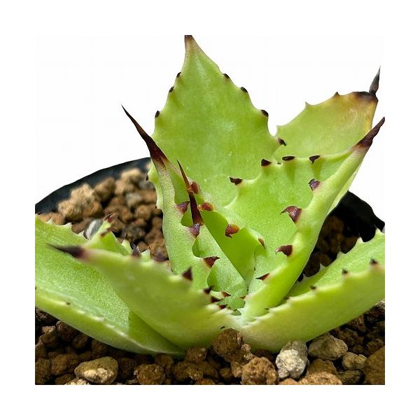 ■タグ観葉植物 多肉植物 インテリアプランツ インテリアグリーン インドアグリーン 耐乾性 乾燥 暑さ に強い 育つ 育てる 育てやすい 初心者 室内園芸 園芸 ガーデニング ベランダシェード 新生活 リビング デスク オフィス 事務所 台...