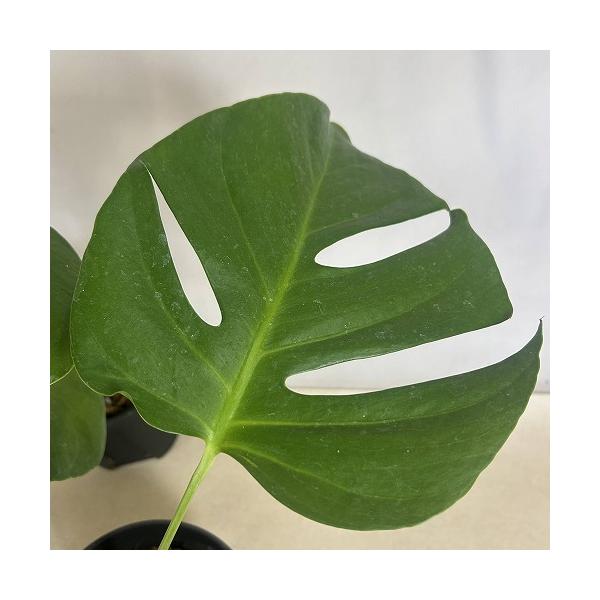 橋*矢様 【珍希少】Monstera deliciosa 選抜個体'奇形葉'スペ 橋*矢様 【珍希少】Monstera deliciosa 選抜個体'奇形葉'スペ