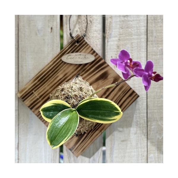 ■タグ観葉植物 多肉植物 インテリアプランツ インテリアグリーン インドアグリーン 耐乾性 乾燥 暑さ に強い 育つ 育てる 育てやすい 初心者 室内園芸 園芸 ガーデニング ベランダシェード 新生活 リビング デスク オフィス 事務所 台...