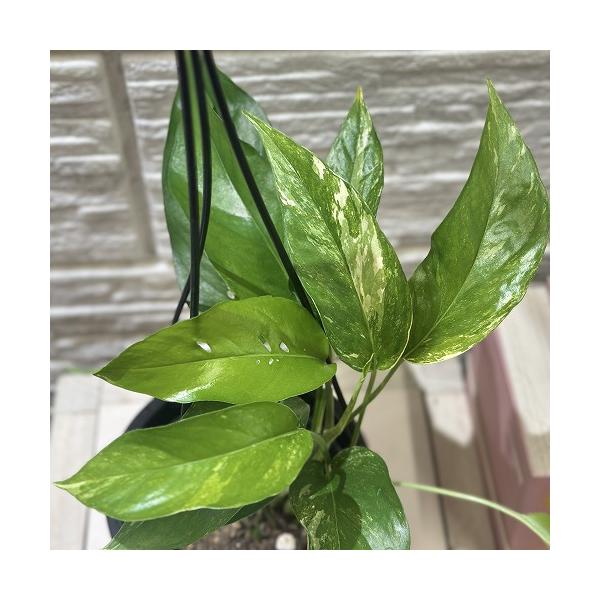 ※こちらの商品は多少の傷み等を含むアウトレット商品です。ご了承の上、購入をお願いします。セール価格 2480円→1980円 2025年Winterセール