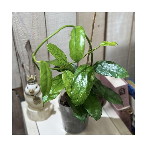 ※こちらの商品は多少の傷み等を含むアウトレット商品です。ご了承の上、購入をお願いします。セール価格 2800円→2280円 2025年Winterセール