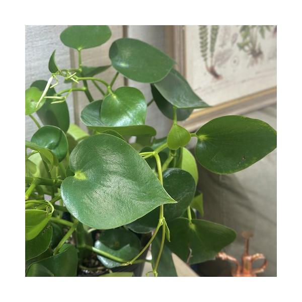 ■タグ観葉植物 多肉植物 インテリアプランツ インテリアグリーン インドアグリーン 耐乾性 乾燥 暑さ に強い 育つ 育てる 育てやすい 初心者 室内園芸 園芸 ガーデニング ベランダシェード 新生活 リビング デスク オフィス 事務所 台...