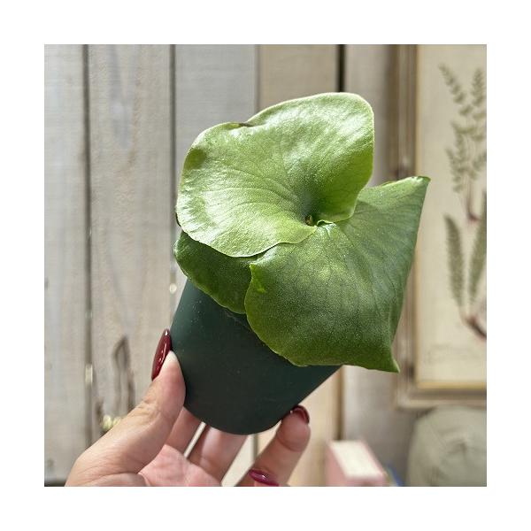 観葉植物 プラティセリウム ワンダエ 3号硬質ポット(緑)(個体おまかせ1