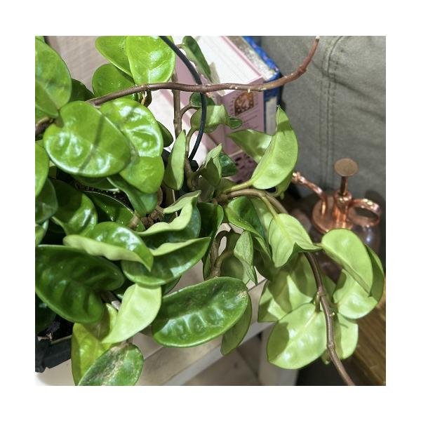 ※こちらの商品は多少の傷み等を含むアウトレット商品です。ご了承の上、購入をお願いします。セール価格 3480円→2890円 2025年Winterセール