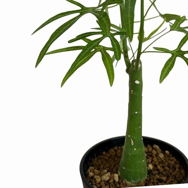 葉傷みあり】アデニア ベネナータ 4号ロング鉢(個体おまかせ1鉢) 塊根