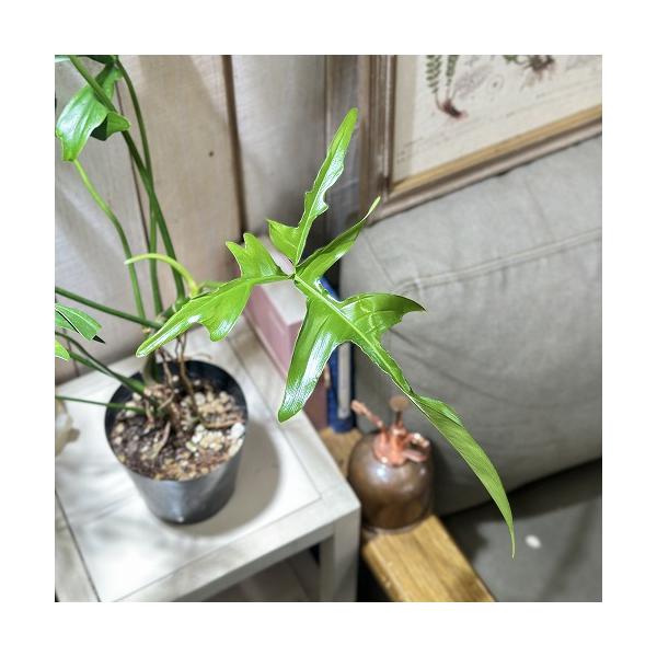 観葉植物 フィロデンドロン クエルシフォリウム 4号(個体おまかせ1鉢