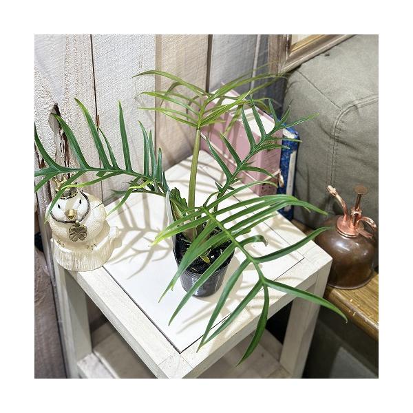 ※こちらの商品は多少の傷み等を含むアウトレット商品です。ご了承の上、購入をお願いします。セール価格 1700円→1380円 2025年Winterセール