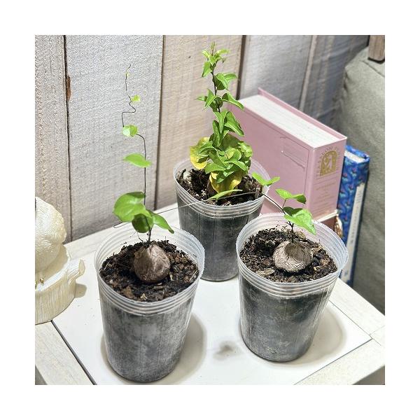 ■タグ観葉植物 多肉植物 インテリアプランツ インテリアグリーン インドアグリーン 耐乾性 乾燥 暑さ に強い 育つ 育てる 育てやすい 初心者 室内園芸 園芸 ガーデニング ベランダシェード 新生活 リビング デスク オフィス 事務所 台...