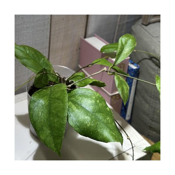 ※こちらの商品は多少の傷み等を含むアウトレット商品です。ご了承の上、購入をお願いします。セール価格 2450円→1980円 2025年Winterセール