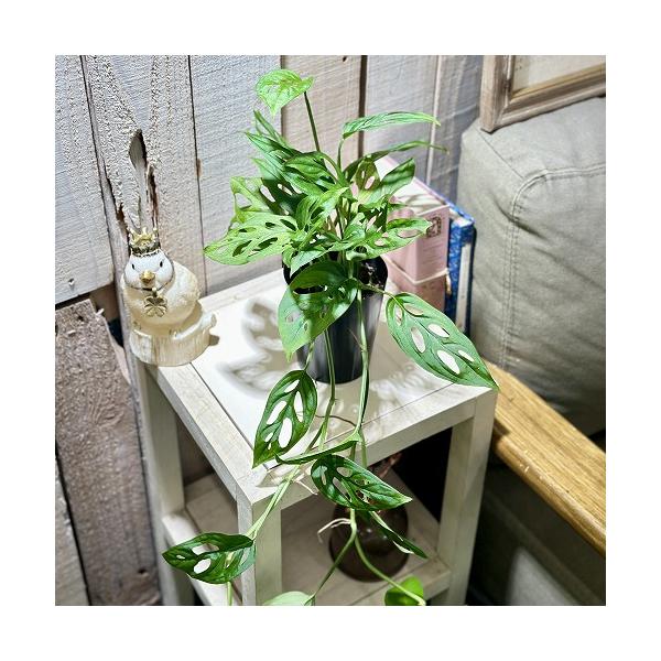 観葉植物 モンステラ アクミナータ 3号ロング鉢(個体おまかせ1鉢