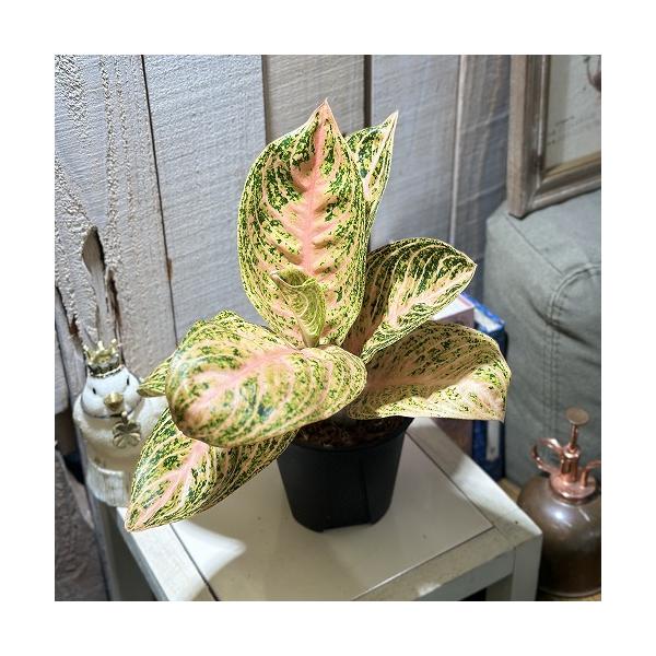 超希少❗️アグラオネマゴールデンドラゴン新葉展開中✨️ 超希少❗️アグラオネマゴールデンドラゴン新葉展開中