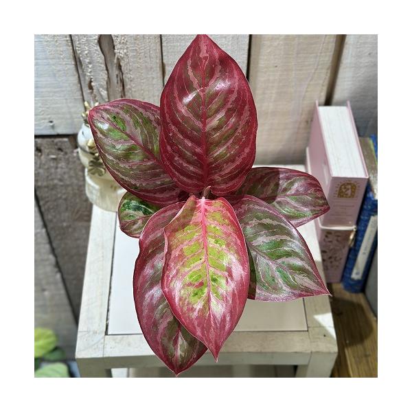 観葉植物 アグラオネマ レッドエメラルドドラゴン 3.5号ポット