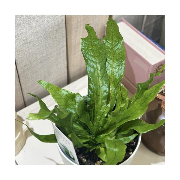 ■タグ観葉植物 多肉植物 インテリアプランツ インテリアグリーン インドアグリーン 耐乾性 乾燥 暑さ に強い 育つ 育てる 育てやすい 初心者 室内園芸 園芸 ガーデニング ベランダシェード 新生活 リビング デスク オフィス 事務所 台...