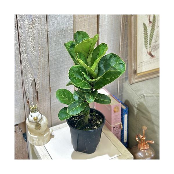 ※こちらの商品は多少の傷み等を含むアウトレット商品です。ご了承の上、購入をお願いします。セール価格 2690円→2200円 2025年Winterセール