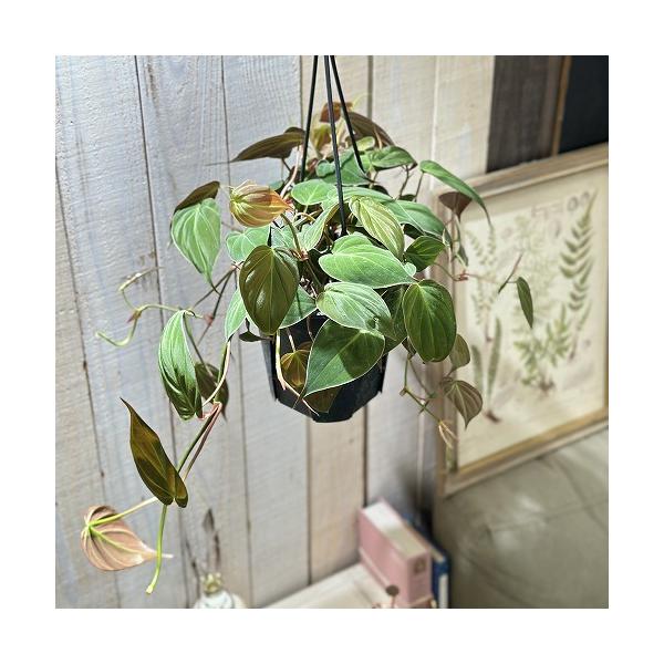 観葉植物 フィロデンドロン ミカンス 5号スリット吊り鉢(個体おまかせ1