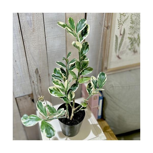 ■タグ観葉植物 多肉植物 インテリアプランツ インテリアグリーン インドアグリーン 耐乾性 乾燥 暑さ に強い 育つ 育てる 育てやすい 初心者 室内園芸 園芸 ガーデニング ベランダシェード 新生活 リビング デスク オフィス 事務所 台...