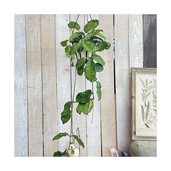 hoya ホヤ　グロブローサ　５号　吊り鉢　② 観葉植物 ホヤ グロブローサ(グロボーサ) 5号ロング吊り鉢(個体