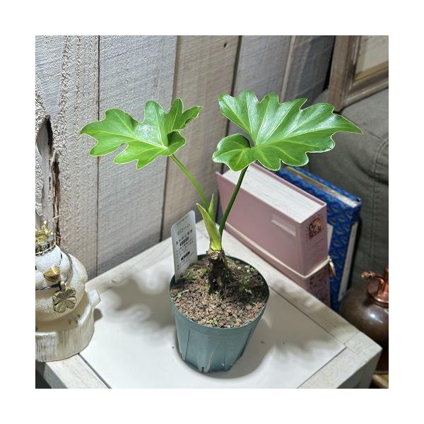 ☆フィロデン セロウム バリエガータ☆3号鉢☆希少☆ ☆フィロデン セロウム バリエガータ☆3号鉢☆希少☆ - メルカリ