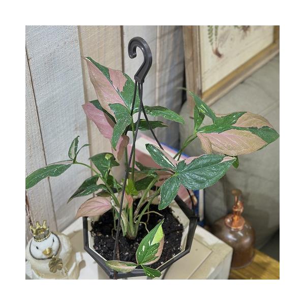 ※こちらの商品は多少の傷み等を含むアウトレット商品です。ご了承の上、購入をお願いします。セール価格 2900円→2480円 2025年Winterセール