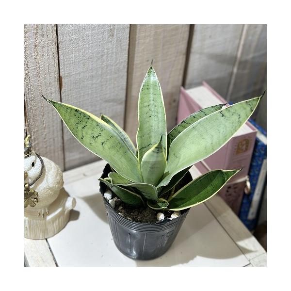 ■タグサンスベリア 観葉植物 多肉植物 インテリアプランツ インテリアグリーン インドアグリーン 耐乾性 乾燥 暑さ に強い 育つ 育てる 育てやすい 初心者 室内園芸 園芸 ガーデニング ベランダシェード 新生活 リビング デスク オフィ...