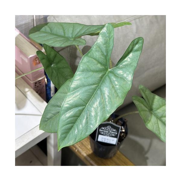 観葉植物 アロカシア コラゾン 3号(個体おまかせ1鉢) インテリア