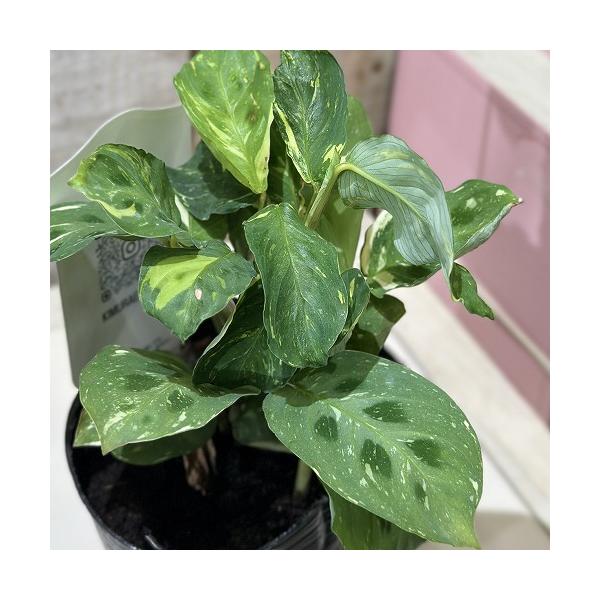 ※こちらの商品は多少の傷み等を含むアウトレット商品です。ご了承の上、購入をお願いします。セール価格 1650円→1280円 2025年Winterセール