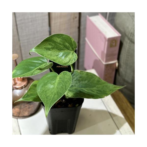 ※こちらの商品は多少の傷み等を含むアウトレット商品です。ご了承の上、購入をお願いします。セール価格 1980円→1680円 2025年Winterセール