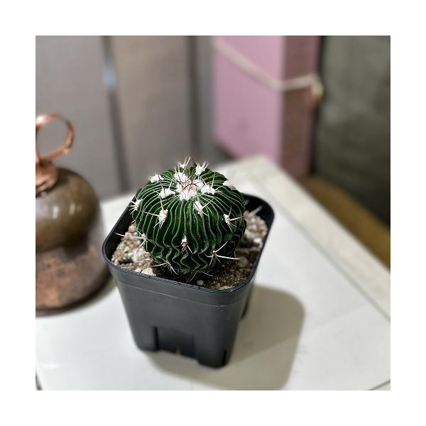 ■タグ観葉植物 多肉植物 インテリアプランツ インテリアグリーン インドアグリーン 耐乾性 乾燥 暑さ に強い 育つ 育てる 育てやすい 初心者 室内園芸 園芸 ガーデニング ベランダシェード 新生活 リビング デスク オフィス 事務所 台...