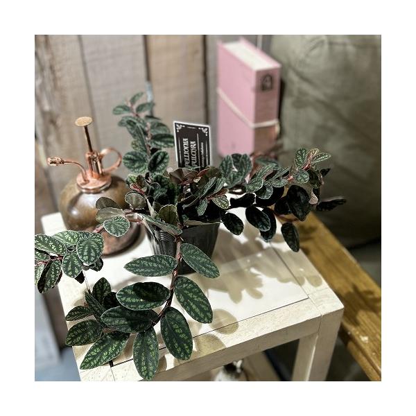 ■タグ観葉植物 多肉植物 インテリアプランツ インテリアグリーン インドアグリーン 耐乾性 乾燥 暑さ に強い 育つ 育てる 育てやすい 初心者 室内園芸 園芸 ガーデニング ベランダシェード 新生活 リビング デスク オフィス 事務所 台...