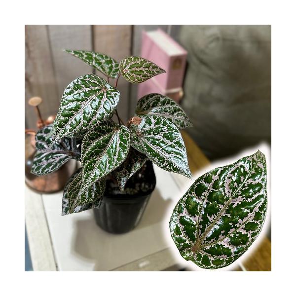観葉植物　ピペル sp.(品種不明) 3号ロングポット(個体おまかせ1鉢)　インテリアグリーン 室内園芸 おしゃれ 可愛い かわいい
