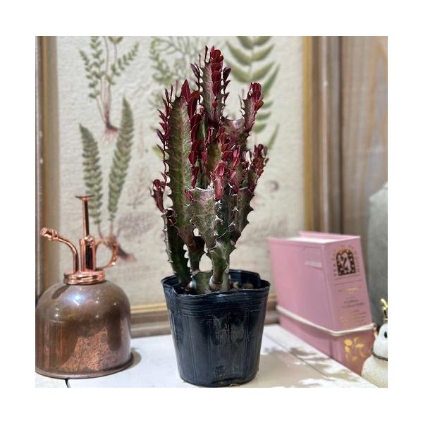 ■タグユーホルビア 観葉植物 多肉植物 インテリアプランツ インテリアグリーン インドアグリーン 耐乾性 乾燥 暑さ に強い 育つ 育てる 育てやすい 初心者 室内園芸 園芸 ガーデニング ベランダシェード 新生活 リビング デスク オフィ...