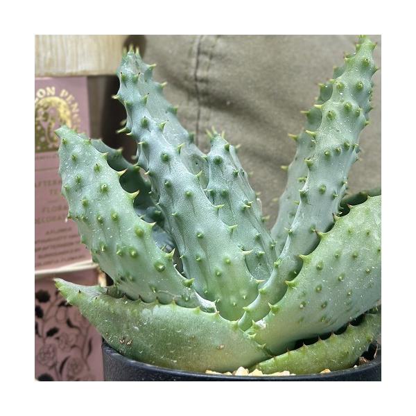 ■タグ観葉植物 多肉植物 インテリアプランツ インテリアグリーン インドアグリーン 耐乾性 乾燥 暑さ に強い 育つ 育てる 育てやすい 初心者 室内園芸 園芸 ガーデニング ベランダシェード 新生活 リビング デスク オフィス 事務所 台...