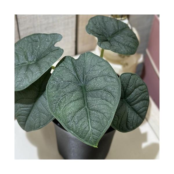 ■タグ観葉植物 多肉植物 インテリアプランツ インテリアグリーン インドアグリーン 耐乾性 乾燥 暑さ に強い 育つ 育てる 育てやすい 初心者 室内園芸 園芸 ガーデニング ベランダシェード 新生活 リビング デスク オフィス 事務所 台...