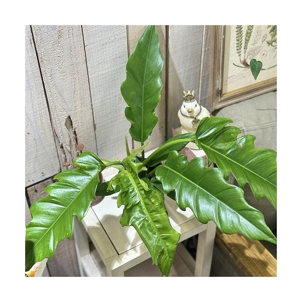 ※こちらの商品は多少の傷み等を含むアウトレット商品です。ご了承の上、購入をお願いします。セール価格 1880円→1580円 2025年Winterセール