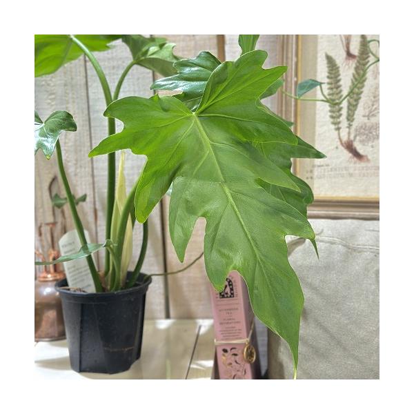 ※こちらの商品は多少の傷み等を含むアウトレット商品です。ご了承の上、購入をお願いします。セール価格 1880円→1580円 2025年Winterセール