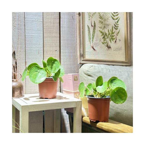 ※こちらの商品は多少の傷み等を含むアウトレット商品です。ご了承の上、購入をお願いします。セール価格 950円→850円 2025年Winterセール