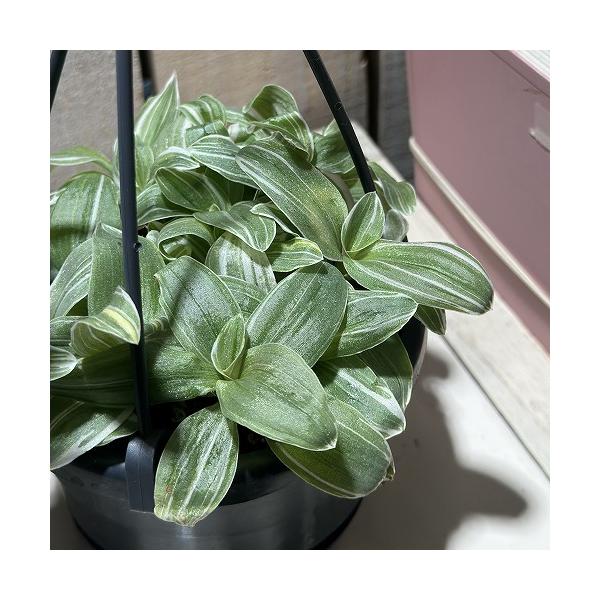 ■タグトラデスカンティア トラデスカンチャー トラデスカンチア トラカン 観葉植物 多肉植物 インテリアプランツ インテリアグリーン インドアグリーン 耐乾性 乾燥 暑さ に強い 育つ 育てる 育てやすい 初心者 室内園芸 園芸 ガーデニン...