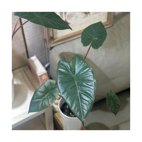 観葉植物 アロカシア ユカタンプリンセス 4号ロング白鉢(個体おまかせ1