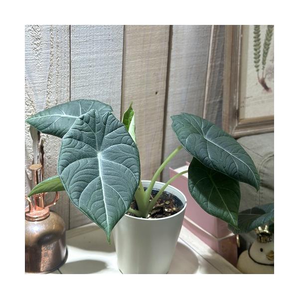 ※こちらの商品は多少の傷み等を含むアウトレット商品です。ご了承の上、購入をお願いします。セール価格 1600円→1400円 2025年Winterセール