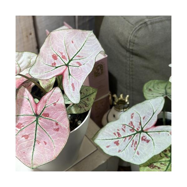 観葉植物 カラジウム ストロベリースター 4号白鉢(個体おまかせ1鉢