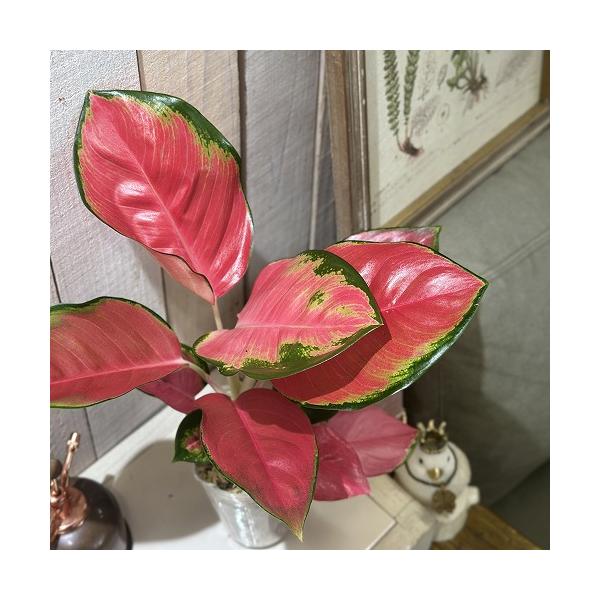 観葉植物 アグラオネマ Aglaonema spp.ファンロンレッド 3号ロング透明