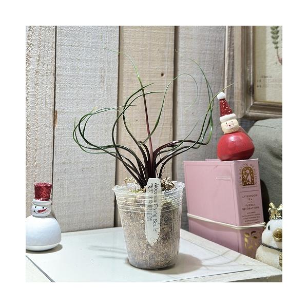 観葉植物 アロカシア フライングスクイッド 2.5号透明ポット(個体
