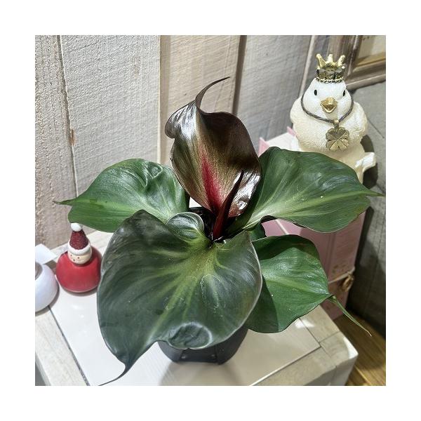 ■タグコーデックス 観葉植物 多肉植物 インテリアプランツ インテリアグリーン インドアグリーン 耐乾性 乾燥 暑さ に強い 育つ 育てる 育てやすい 初心者 室内園芸 園芸 ガーデニング ベランダシェード 新生活 リビング デスク オフィ...