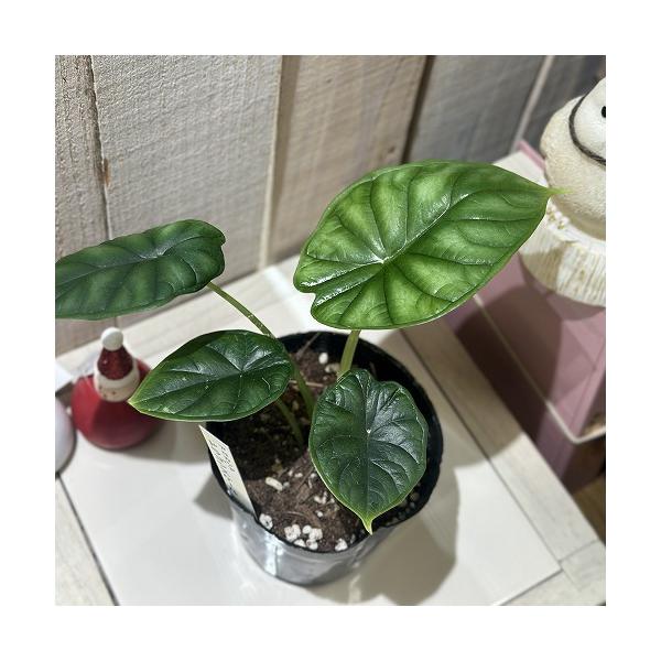 ■タグコーデックス 観葉植物 多肉植物 インテリアプランツ インテリアグリーン インドアグリーン 耐乾性 乾燥 暑さ に強い 育つ 育てる 育てやすい 初心者 室内園芸 園芸 ガーデニング ベランダシェード 新生活 リビング デスク オフィ...