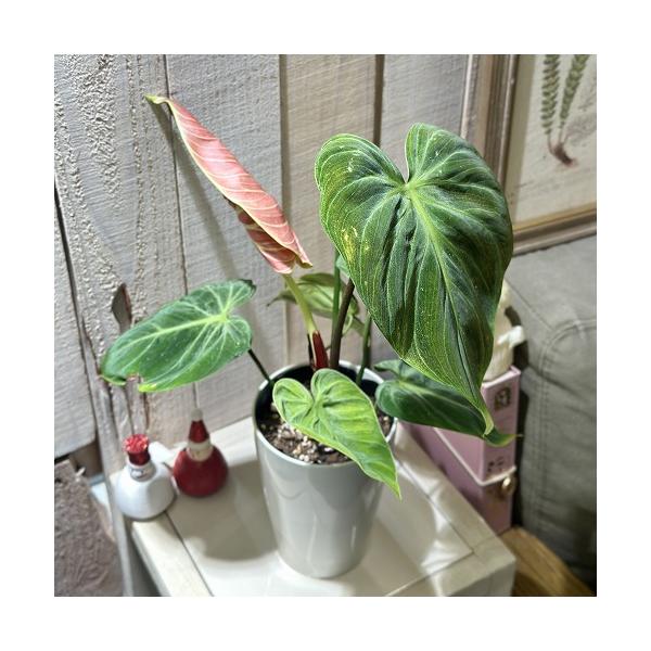 ※こちらの商品は多少の傷み等を含むアウトレット商品です。ご了承の上、購入をお願いします。セール価格 1700円→1380円 2025年Winterセール