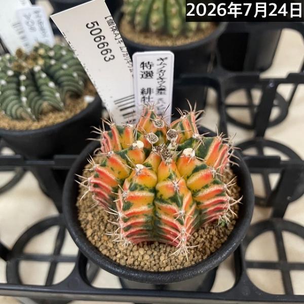 ASギムノカリキウムミハノビッチID：Neon 実生株サボテン 送料無料☆即決☆ギムノカリキウム ミハノビッチ ID：AS Neon ネオン