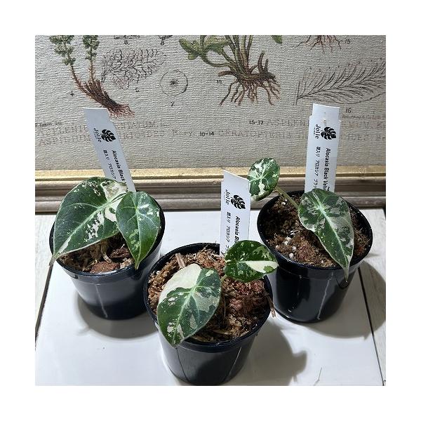 観葉植物 アロカシア ブラックベルベット ピンク斑 3号硬質ポット(個体