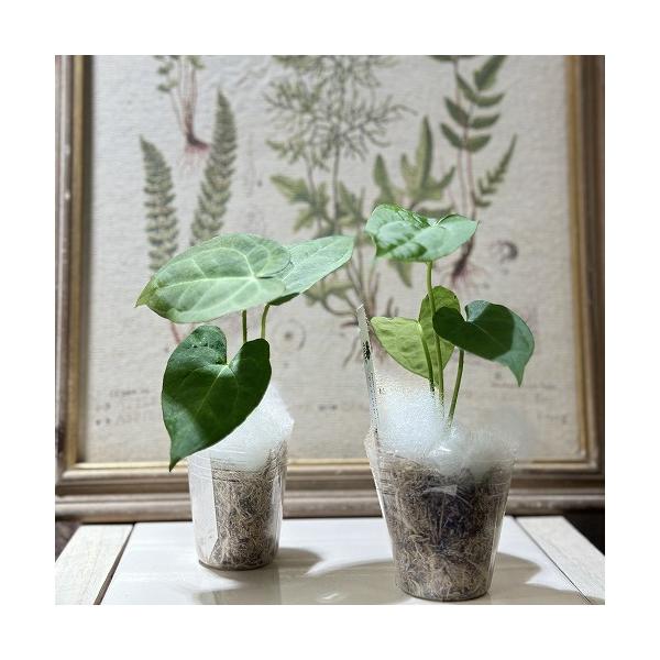 観葉植物 アンスリウム パピリラミナム 'グナヤラ' 2号(個体おまかせ1